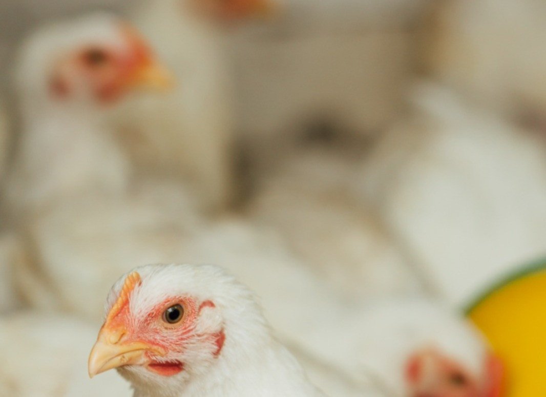 18 Ribu Ayam Tewas Karena Listrik Padam, Somasi Diabaikan, PLN Kini Digugat