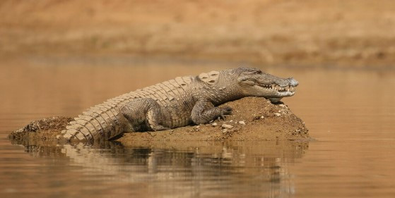 Detik-Detik Mencekam di Kolong Tambang, Ayah Tewas Diterkam Buaya
