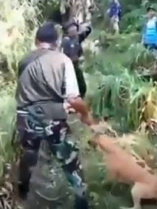 Kasus Penyiksaan Anjing Pemburu di Gunung Halu Viral, Buat Netizen Geram