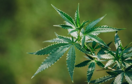 Konten Kreator Ditangkap, Rumah Dijadikan Tempat Budidaya dan Produksi Ganja