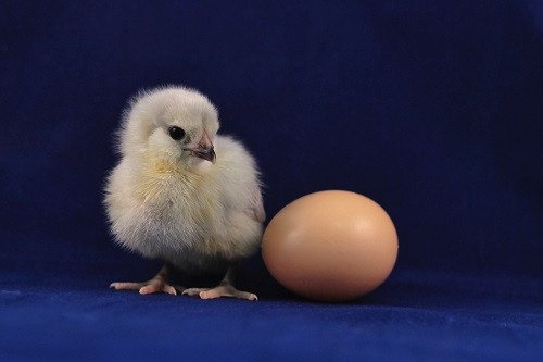 Mana yang Duluan, Ayam atau Telur?