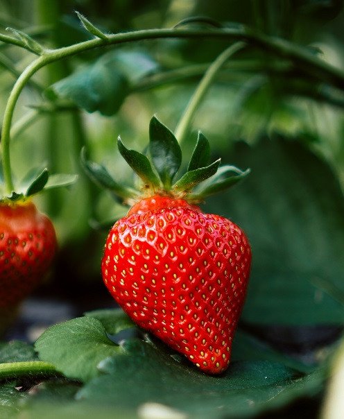 Mengenal Generasi Strawberry