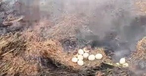 Petugas Temukan Tumpukan Telur Terbakar Di Kebakaran Lahan di Ogan Ilir : Ancam Kehidupan Satwa
