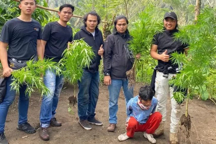 Polres Rejang Lebong Ungkap Ladang Ganja Di Perkebunan Kopi Milik Warga