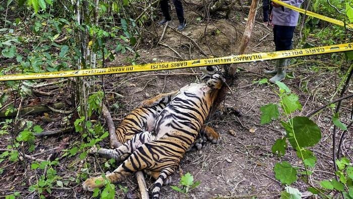 Tiga Ekor Harimau Sumatera Ditemukan Mati Di Aceh Timur
