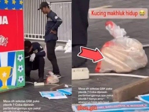 Video Petugas Menangkap Kucing Liar di GBK Viral Dimasukan ke Karung, JAAN dan Netizen Geram!