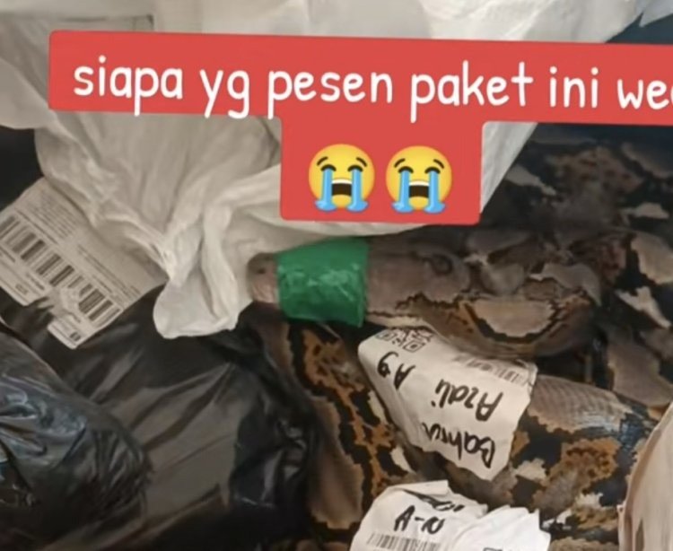 Viral Jasa Pengiriman Terima Paket Ular Tanpa Kandang, Bikin Netizen Geleng-Geleng!