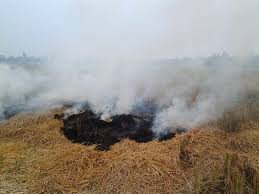 Viral! Jerami Bisa Jadi Bahan Bakar Kompor dan Kendaraan, Begini Cara Kerjanya