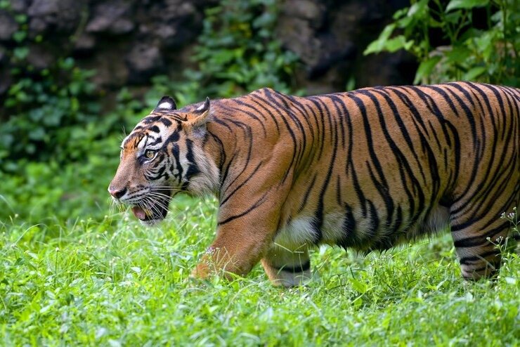 Waspada! Kehadiran Harimau Masuk Perkebunan Hingga Serang Warga