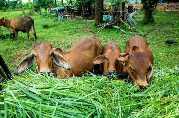 Waspada Ratusan Sapi di Banjarnegara Terpapar Penyakit LSD!